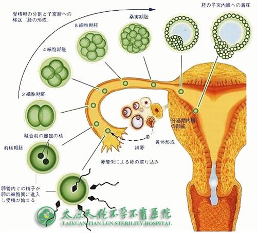 终于有了真相？作为一个母亲，北京供卵试管婴儿的具体情况是什么？事件的原始细节