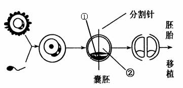 借卵试管婴儿怀了别人的孩子好吗-借卵试管婴儿是别人的孩子吗