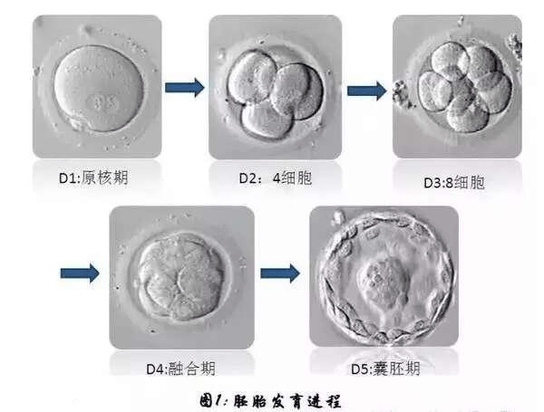 供卵试管婴儿总是成功吗？
