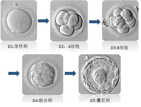 供卵试管婴儿总是成功吗？