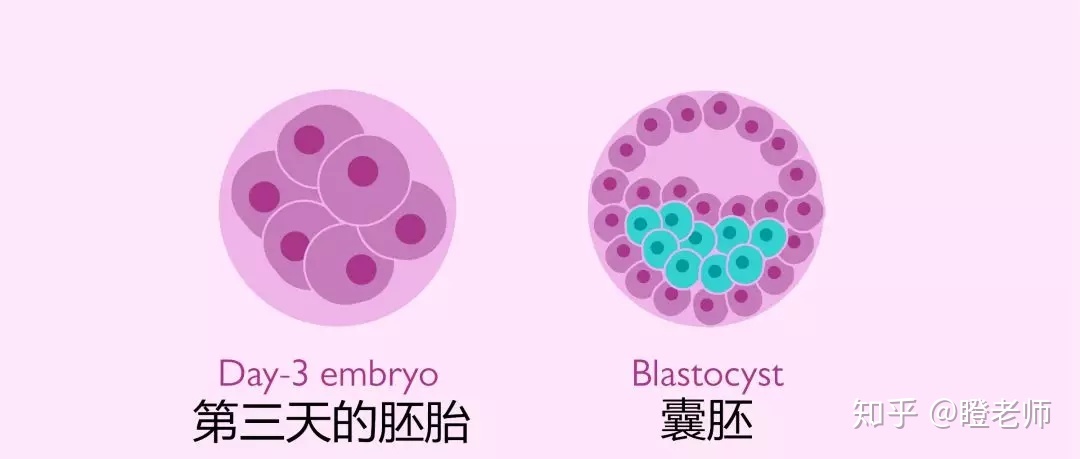如果你因为多囊卵巢综合症而发胖，你能从供卵做试管中获得优质的卵子吗？