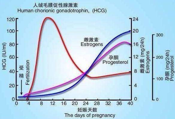 594号做供卵试管代生供卵一次能放几个胚胎.pdf