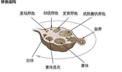 为什么香港第三代赠卵试管哪里代生的费用如此昂贵？真相就在这些优势中