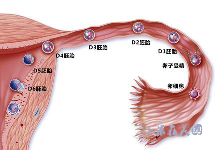 做借卵助孕自怀机构有什么要求？哪些人可以做第三代借卵三代供卵试管？