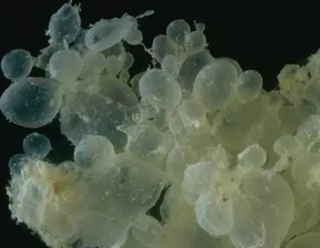 做借卵代怀试管代生是在中山一院好还是在广州三院好？