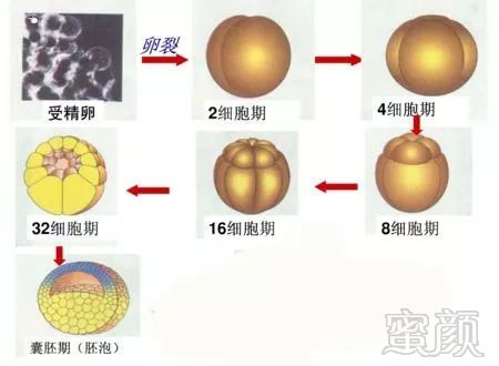 做供卵代生机构排卵期注射的目的是什么？