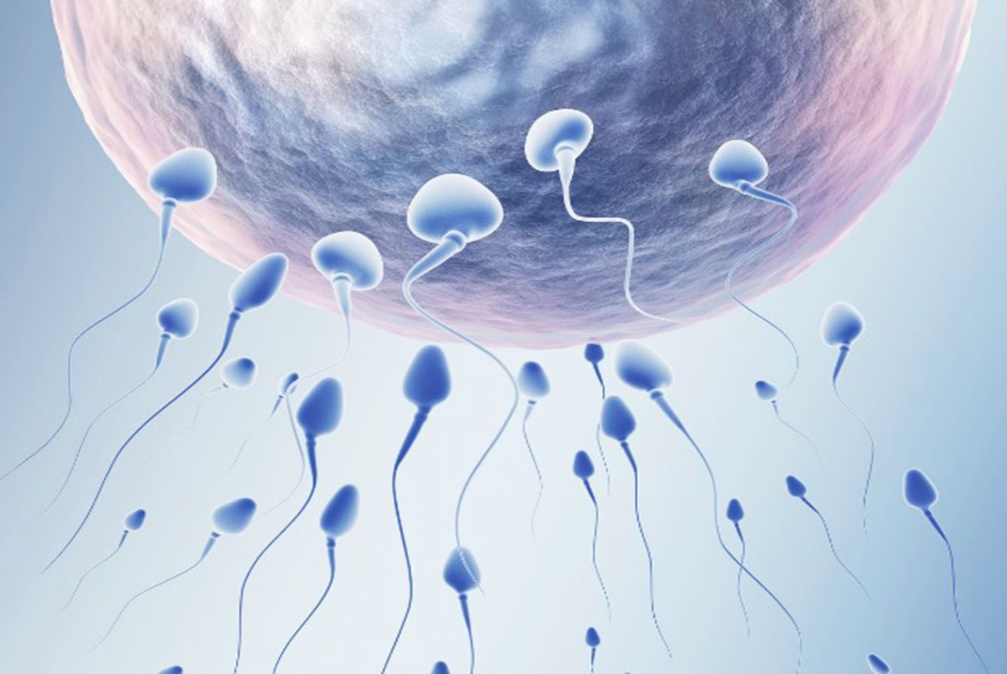 第三代做供卵试管代生供卵可以100%选择男孩的性别吗？