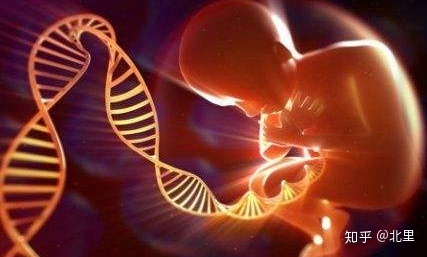 成熟卵泡多久排出因人而异,但大部分36小时内会排卵