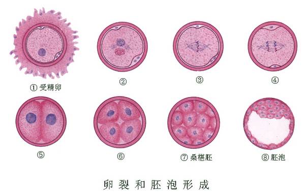首例第三代供卵自怀三代试管在南宁市立医院诞生