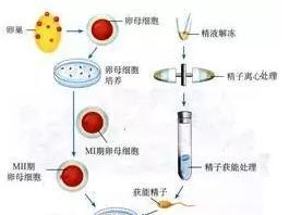 北京一次试管代怀多少费用费用是多少钱(不低于47732元)