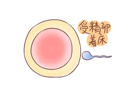 双胎是试管代怀基因的最佳选择吗
