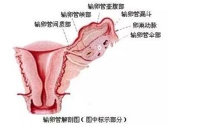 第三代试管公立医院婴儿费用一般15几万是真的吗